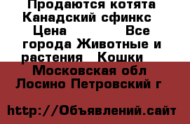 Продаются котята Канадский сфинкс › Цена ­ 15 000 - Все города Животные и растения » Кошки   . Московская обл.,Лосино-Петровский г.